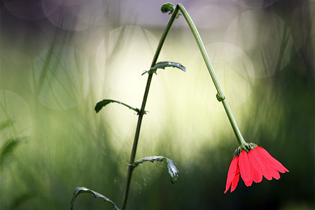 korrektes Biegen - geknickte Blume